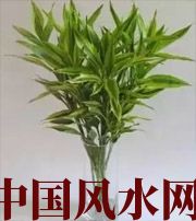滨州十二生肖养什么植物最旺财运？你知道吗！