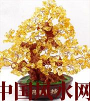 滨州买了招财植物却不能发财，是方位摆错了！